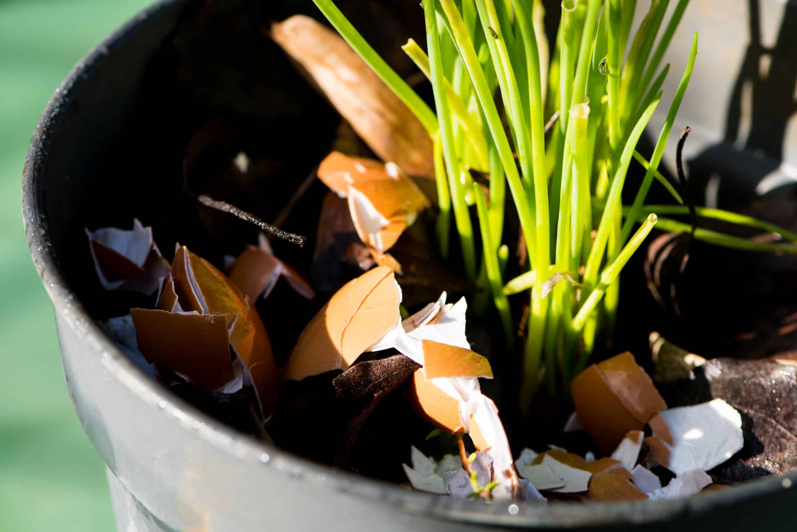 Recycling - Crushed eggs shells around plants as natural garden organic fertilizer at home