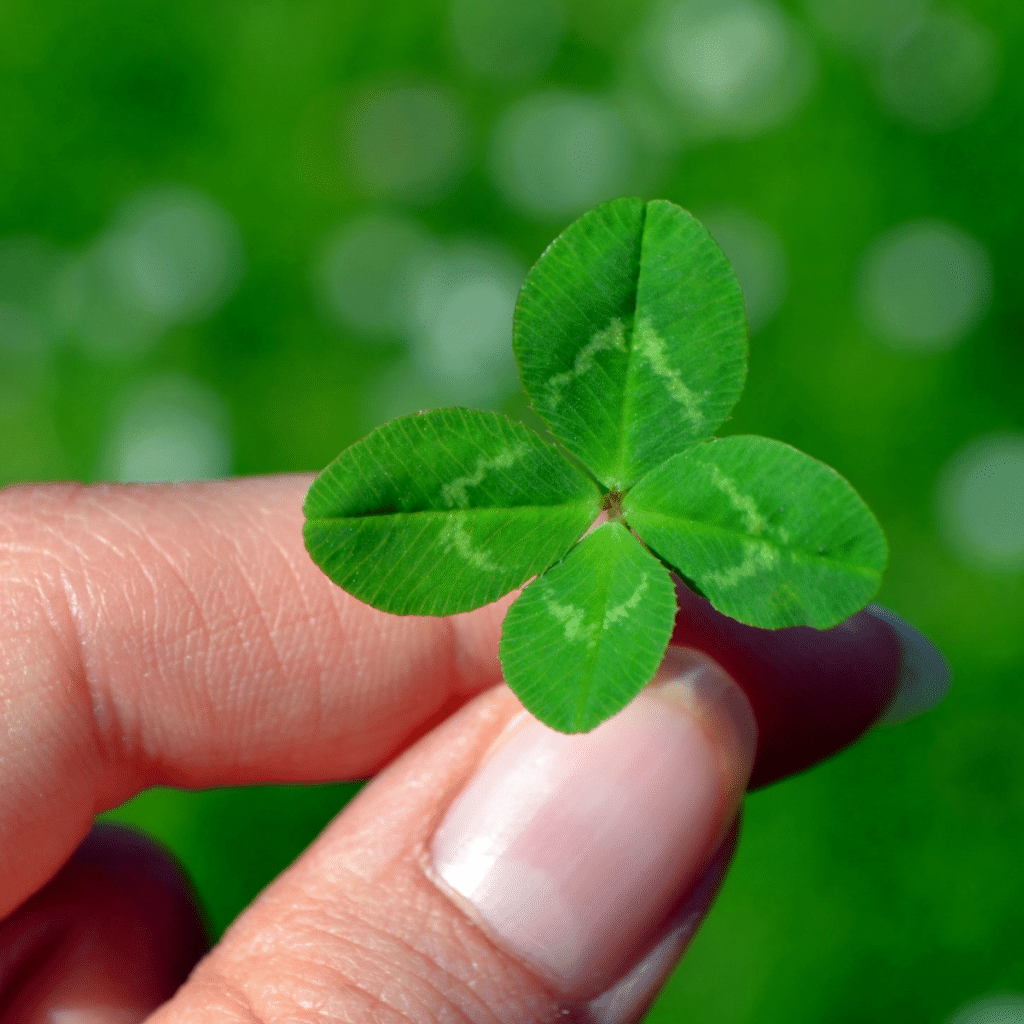 four leaf clover Irish symbol of luck