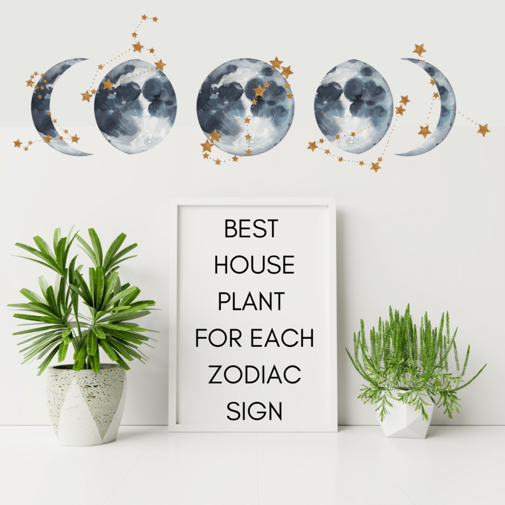 which house plant is best for each zodiac sign