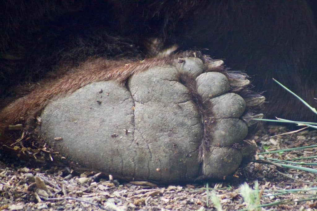 bear paw 