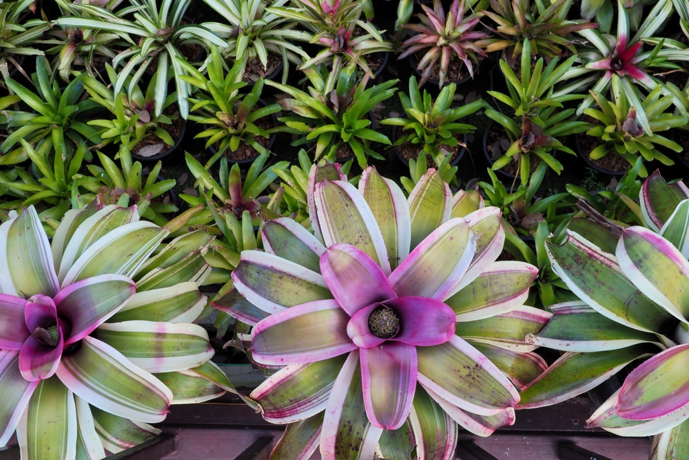 bromeliad plant