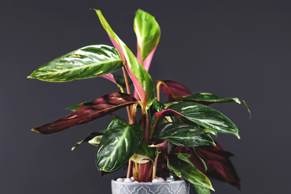 calathea prayer plant