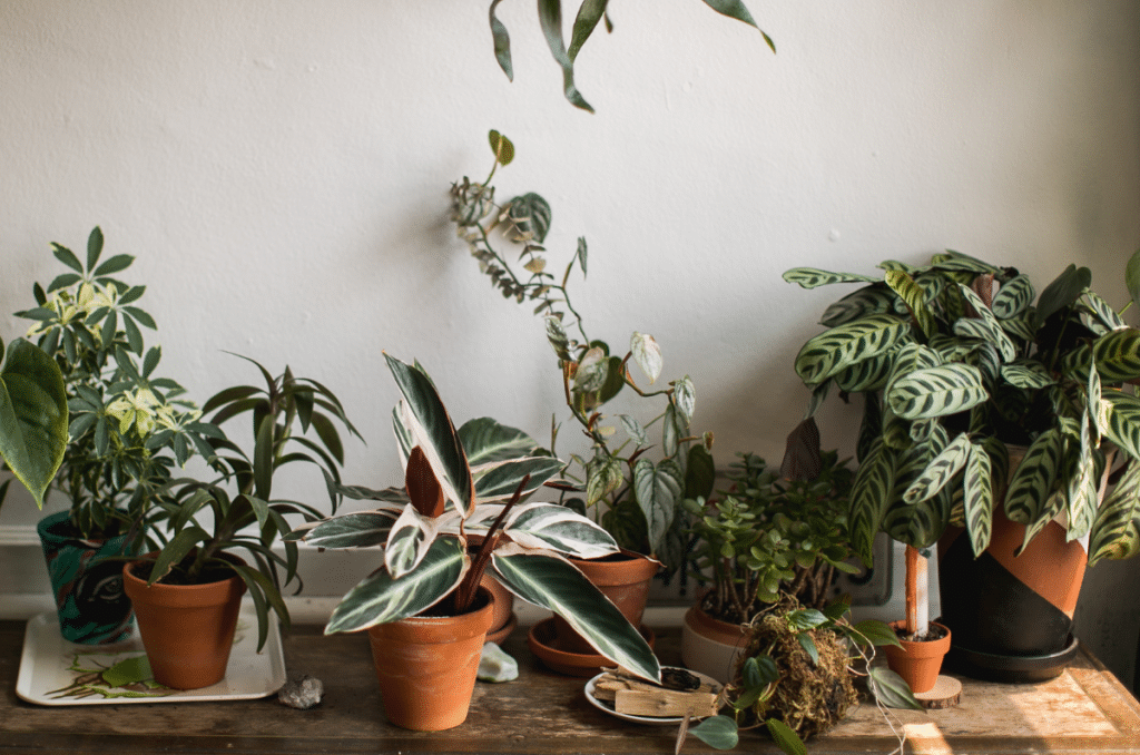 houseplants