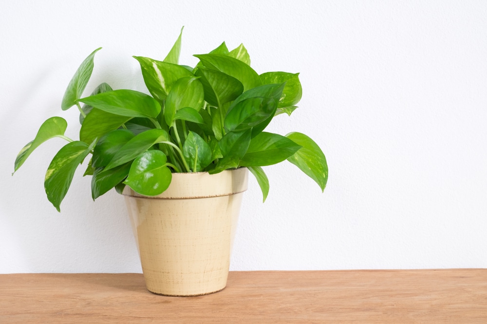 guiana chestnut money tree