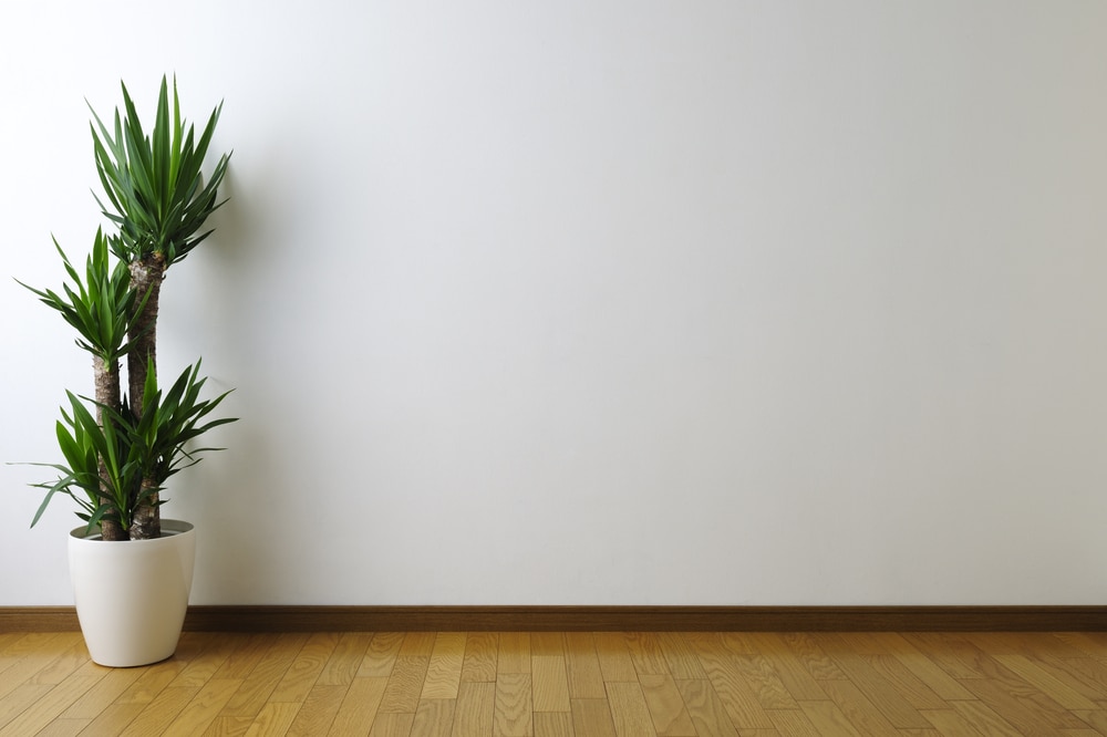 yucca plant
