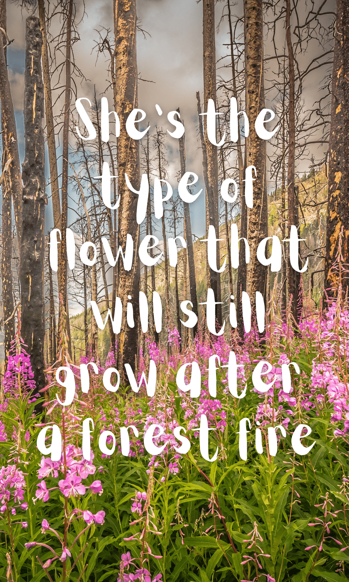 she's the type of flower that can still grow after a forest fire