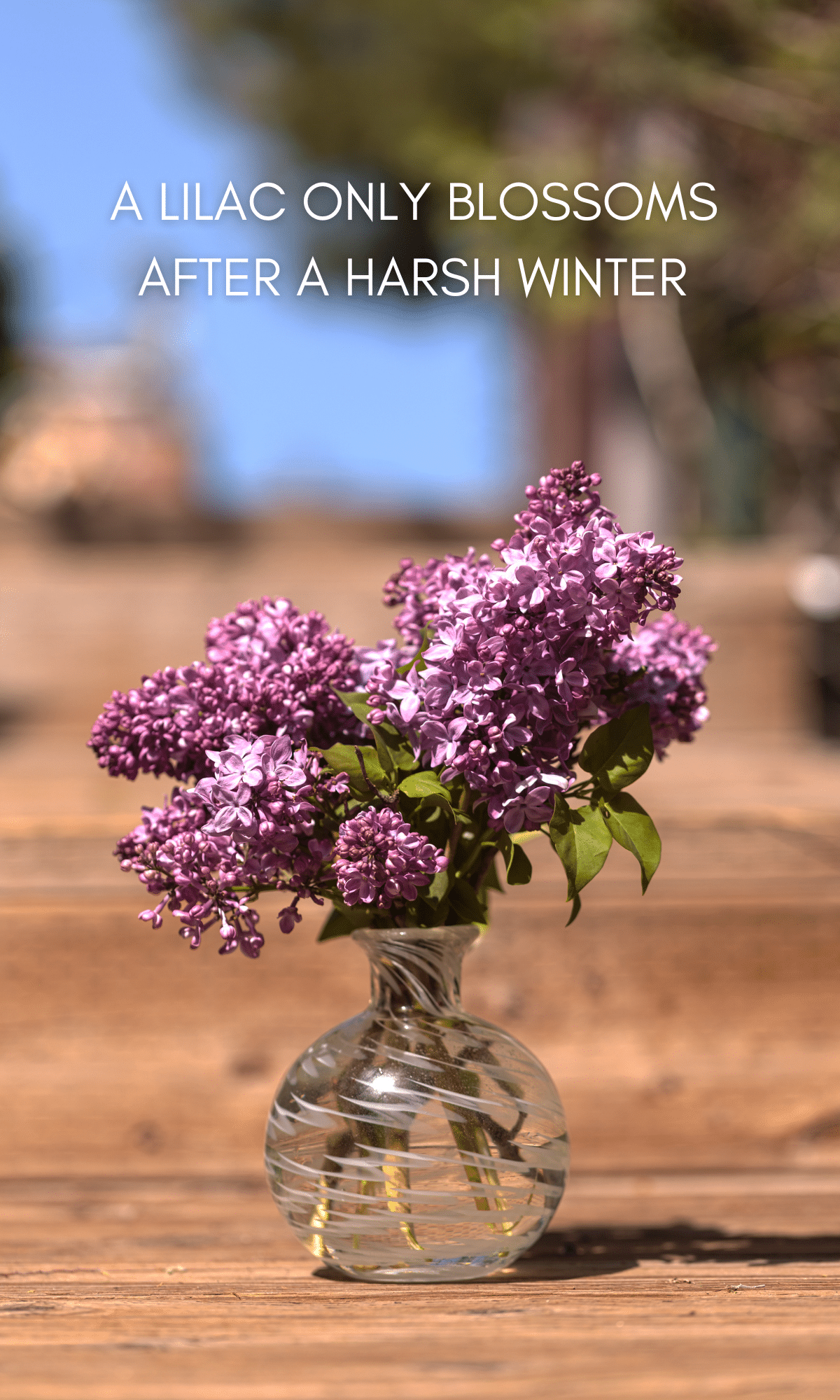 lilac plant a lilac only blossoms after a harsh winter