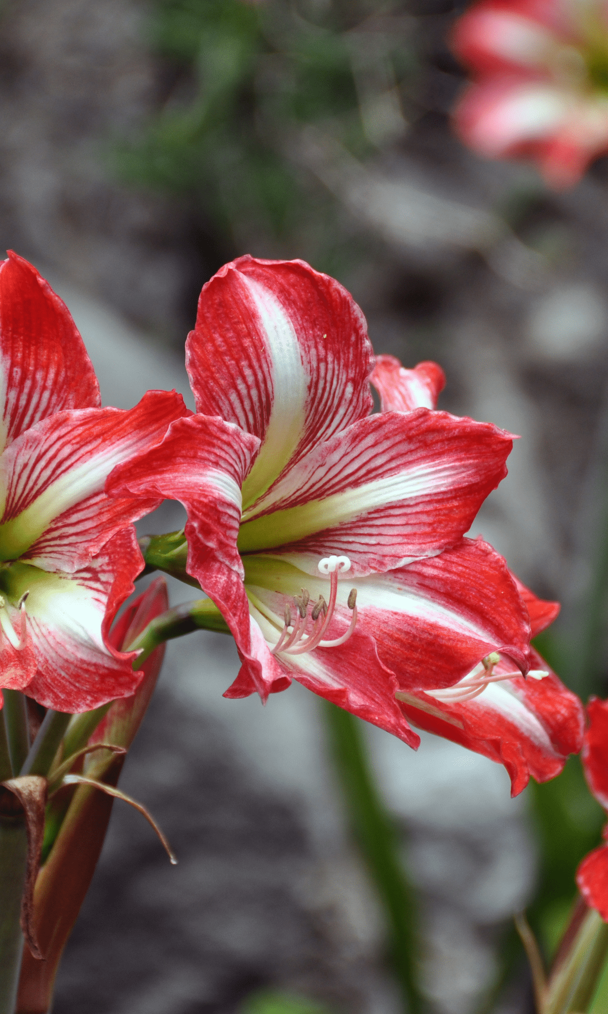 amaryllis