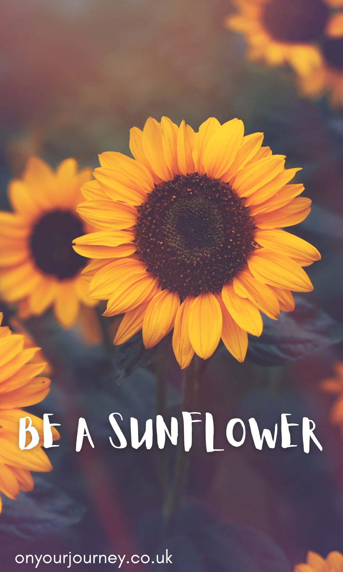 "be a sunflower" sunflowers turn to face the sun growing tall and proud despite their darkest days