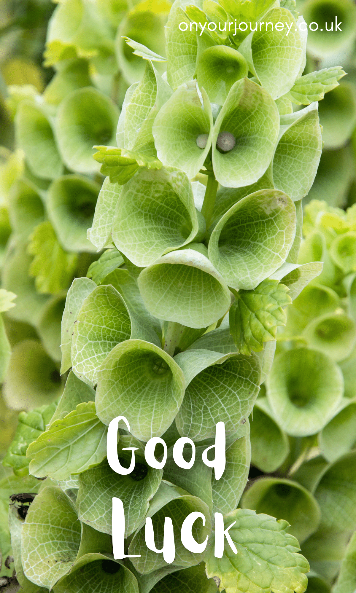 bells of ireland plant good luck