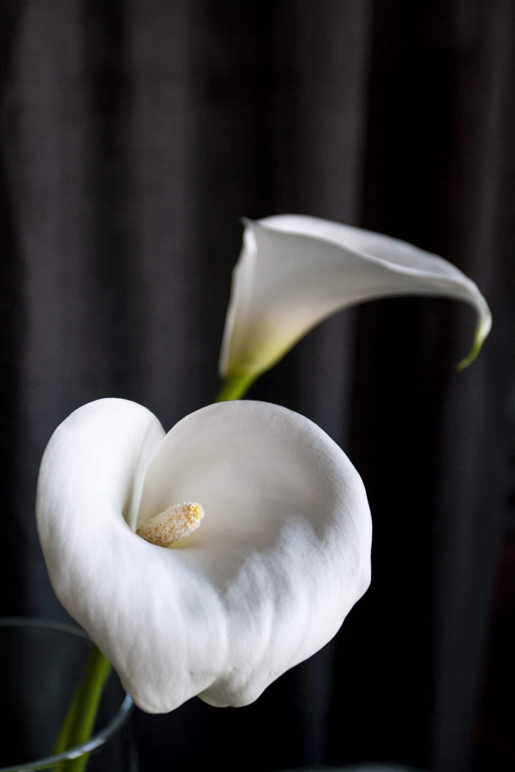 calla lily