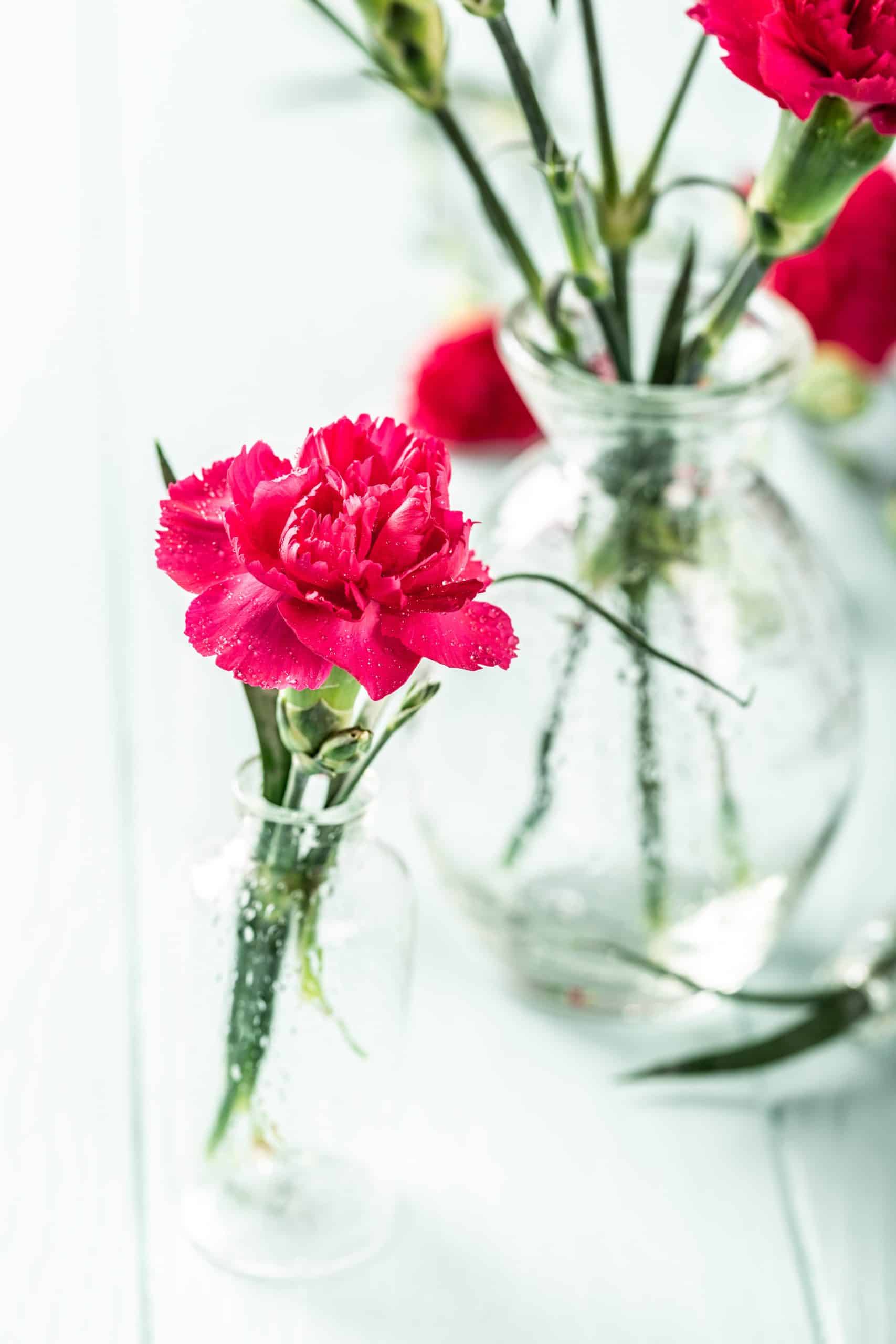 red carnations