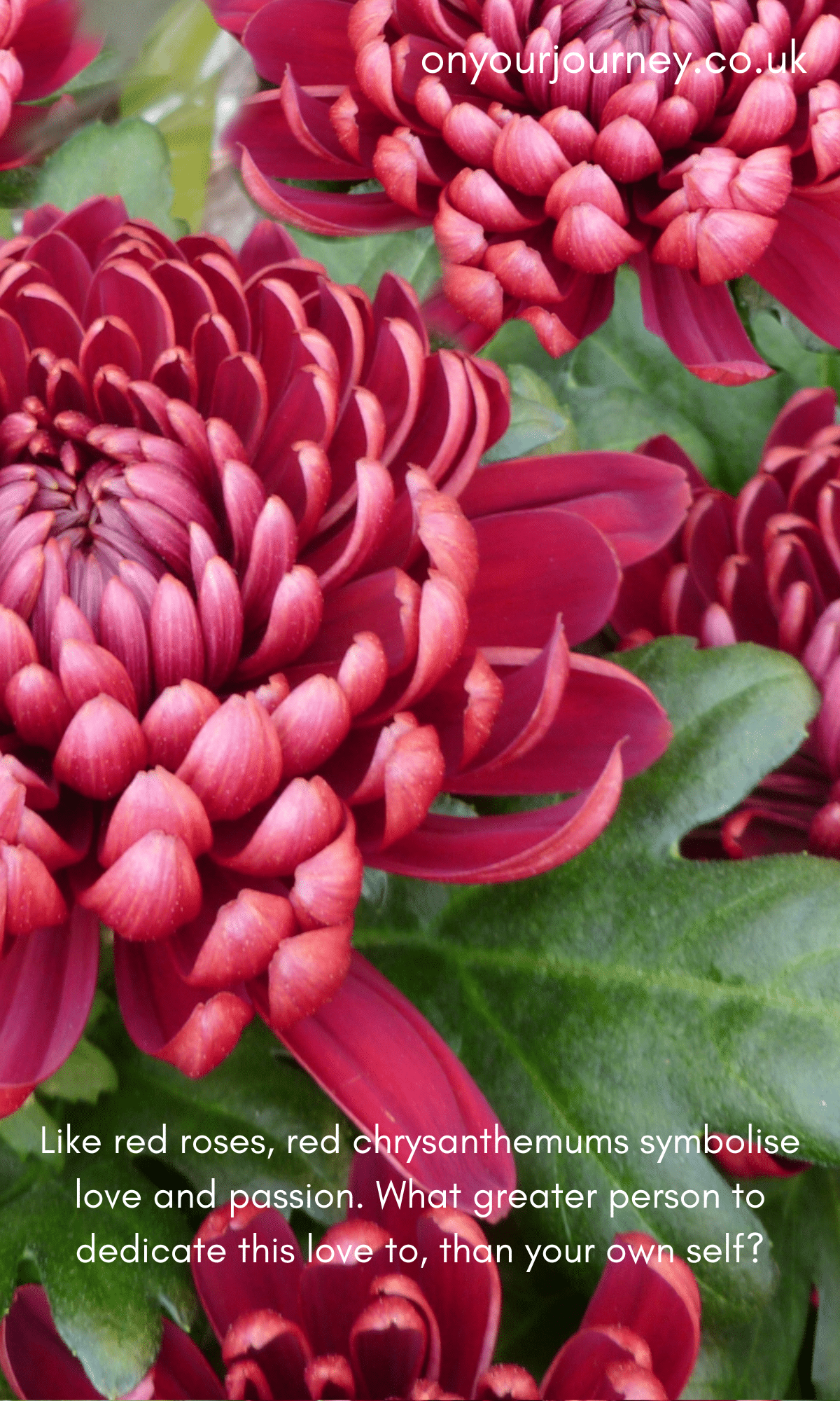 red chrysanthemum self love
