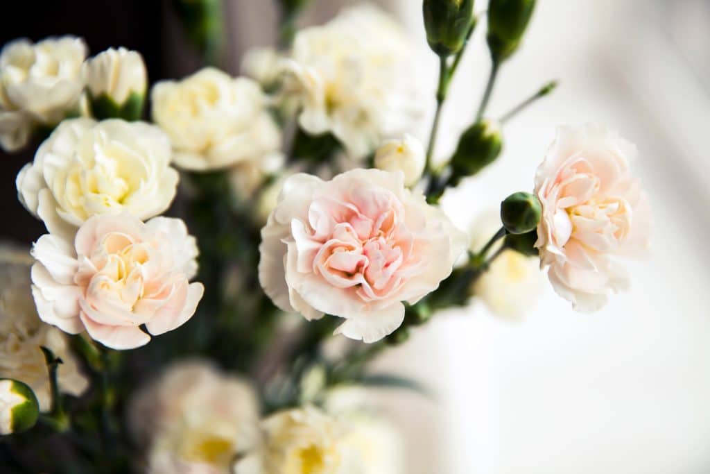white carnations