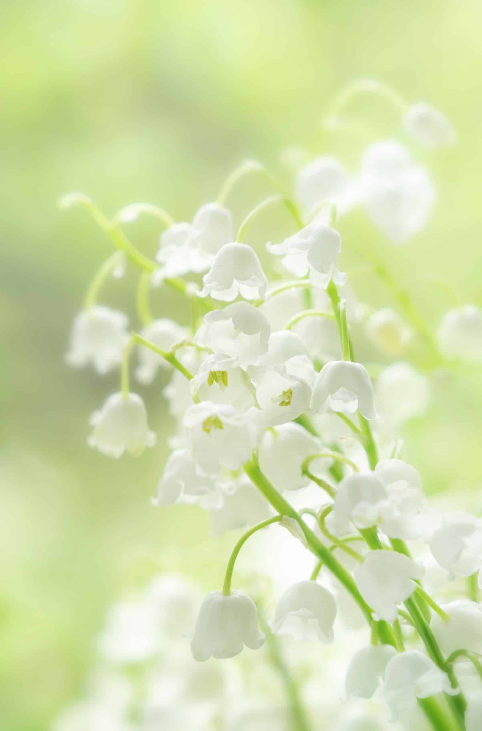 lily of the valley symbol of happiness and purity