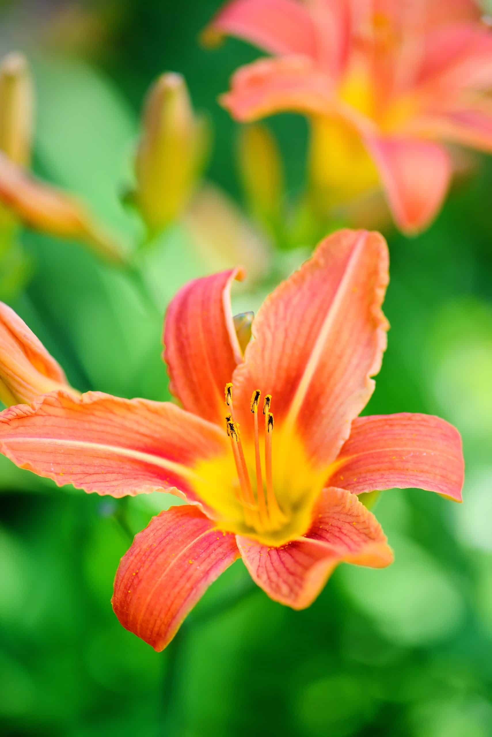 day lily orange
