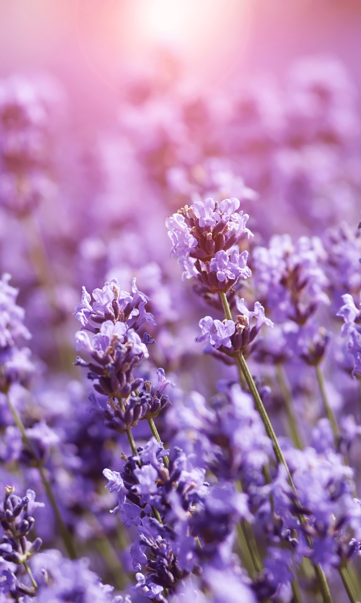 lavender meaning