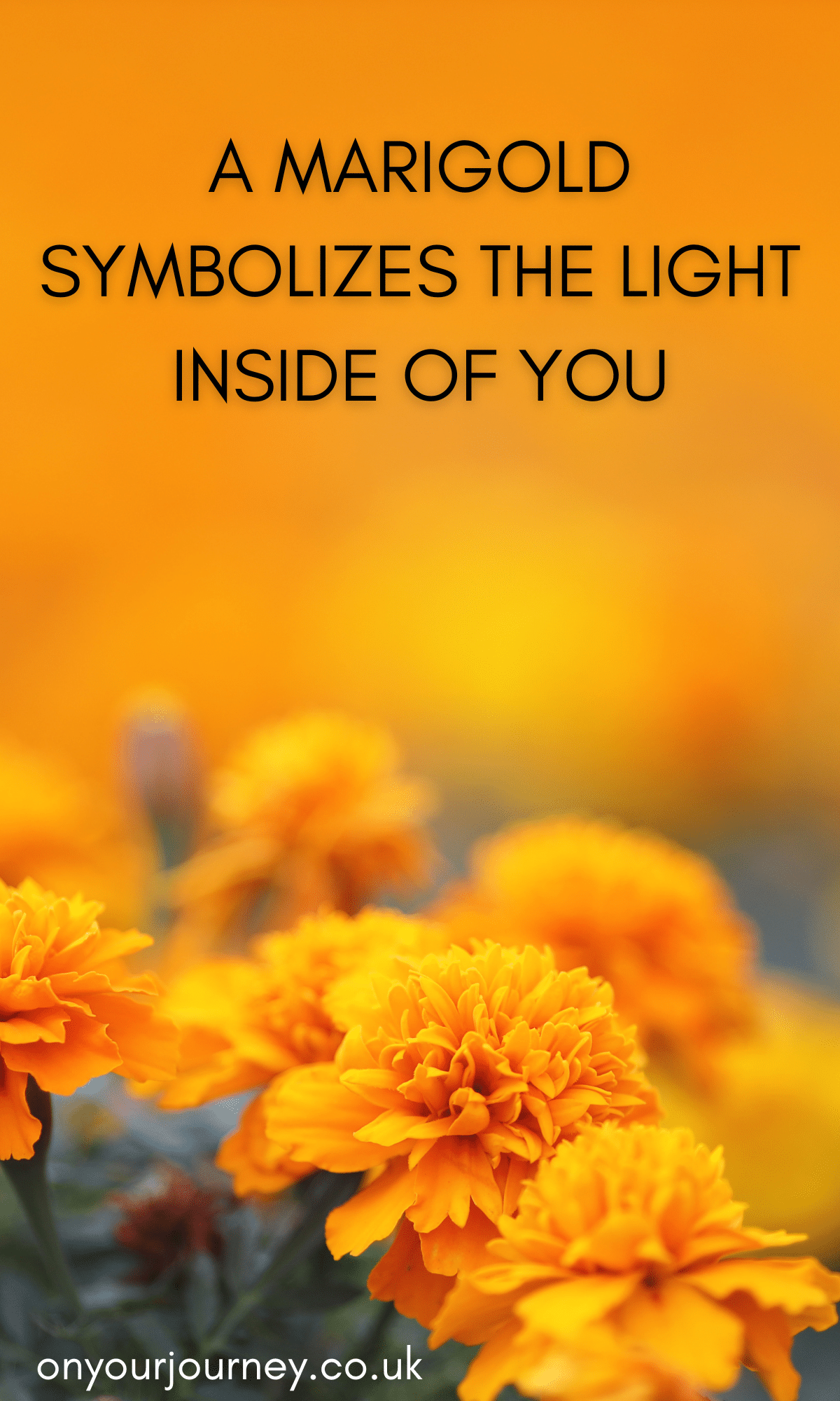 a marigold symbolises the light inside of you