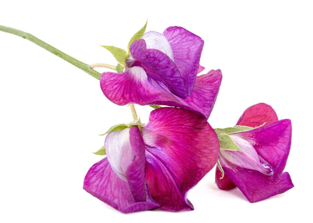 sweet pea flower