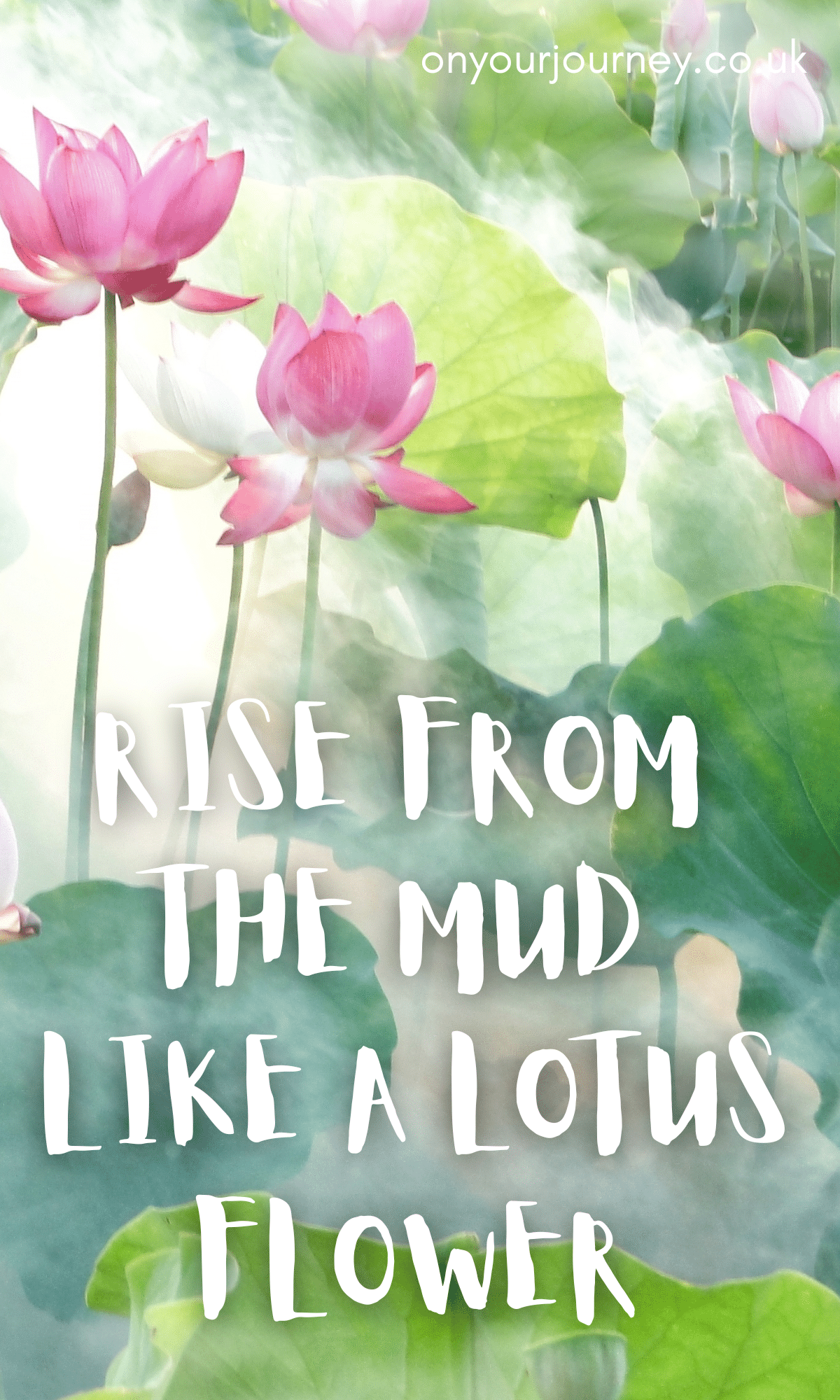 rise from the mud like a lotus flower
