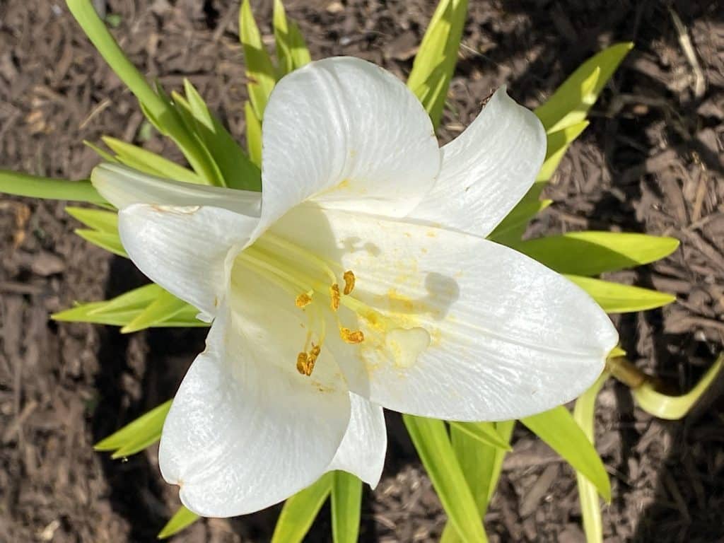 easter lily