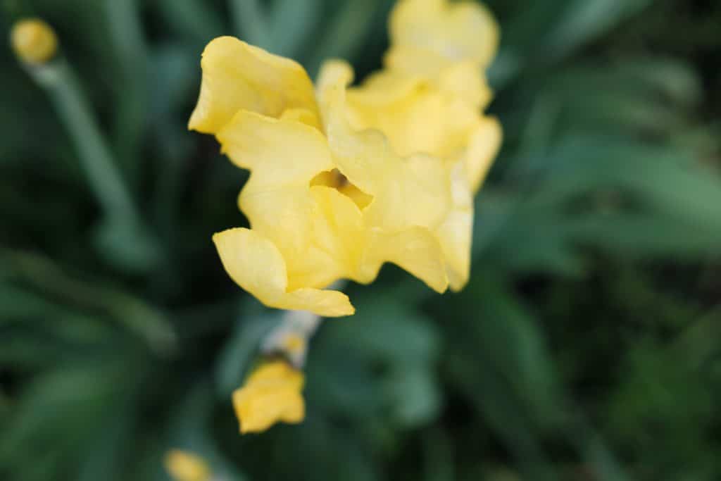 yellow iris flower