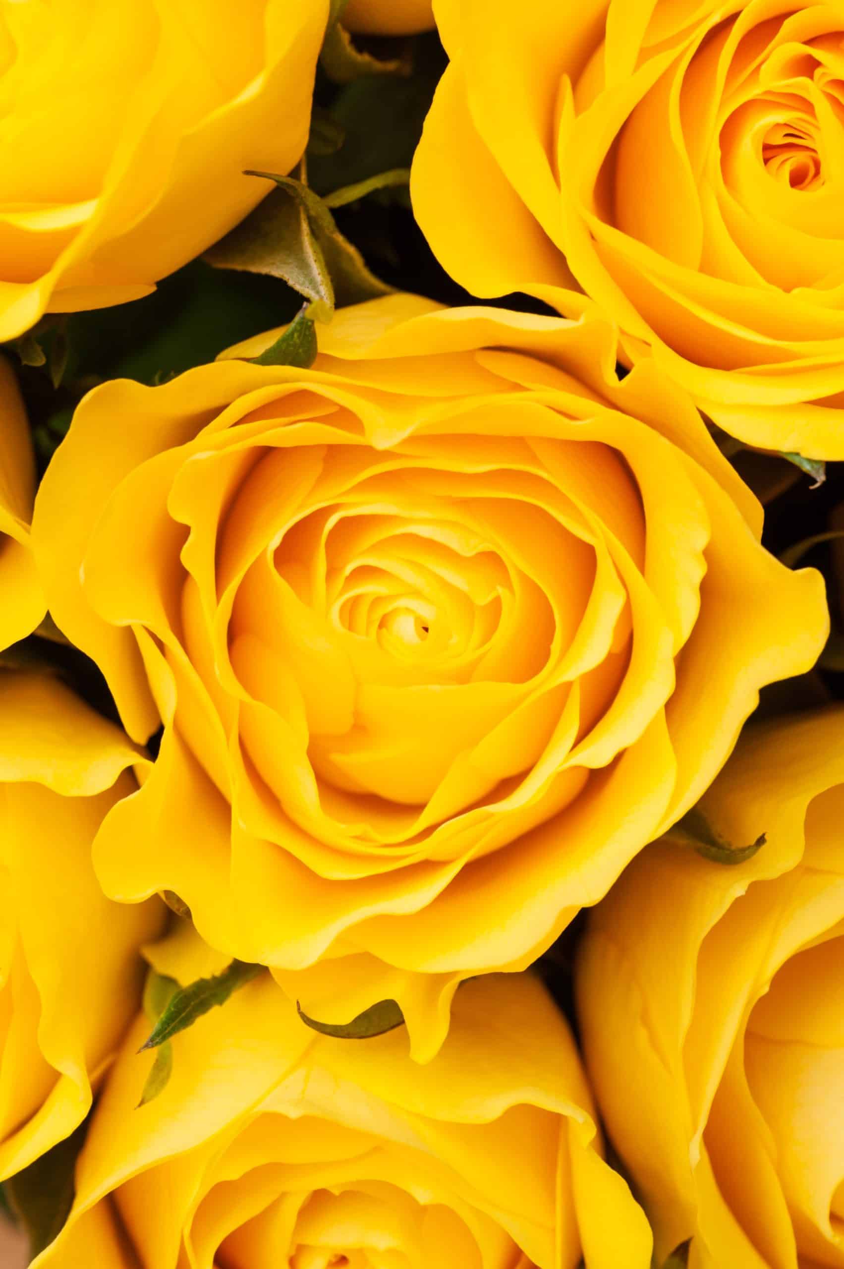 yellow roses