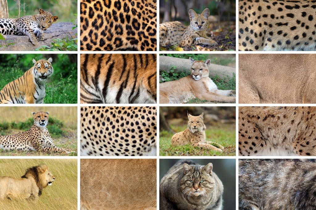big cat animal prints chart
