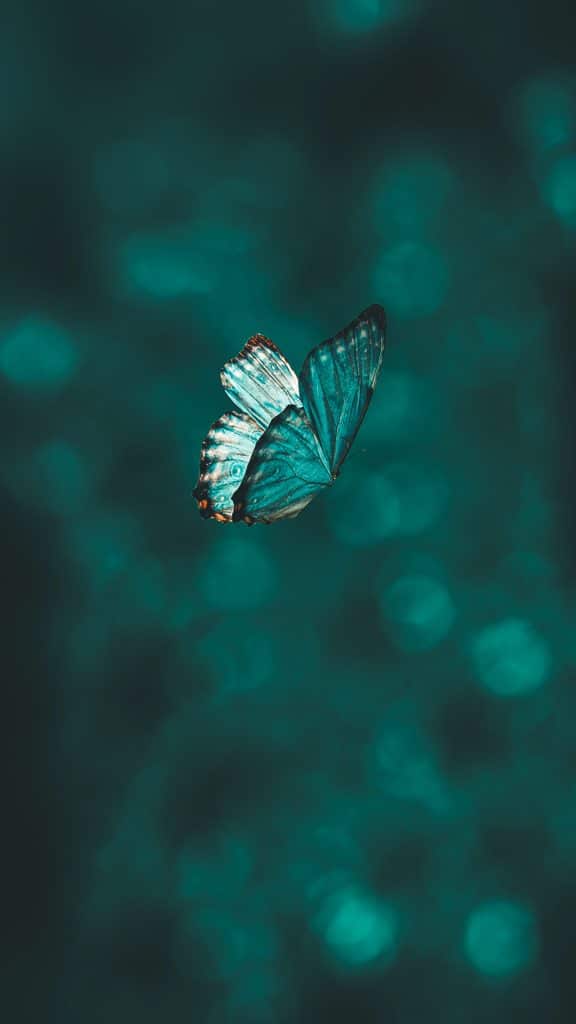 turquoise Butterfly