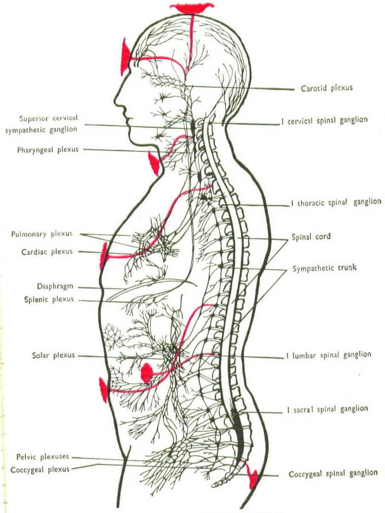chakras placement in the body with the nervous plexuses 