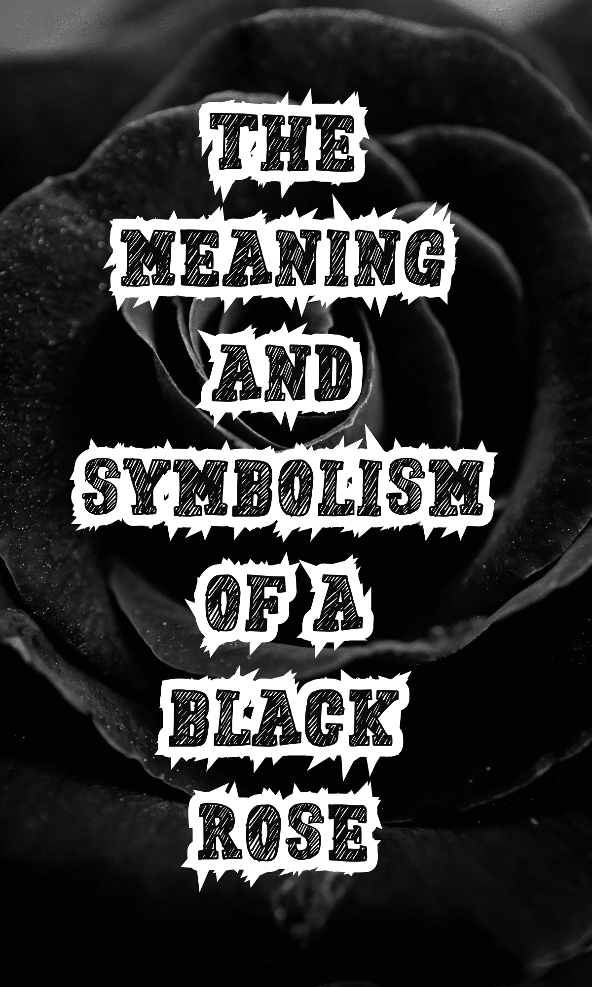 The Meaning And Symbolism Of A Black Rose On Your Journey