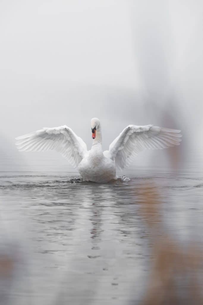 beautiful swan