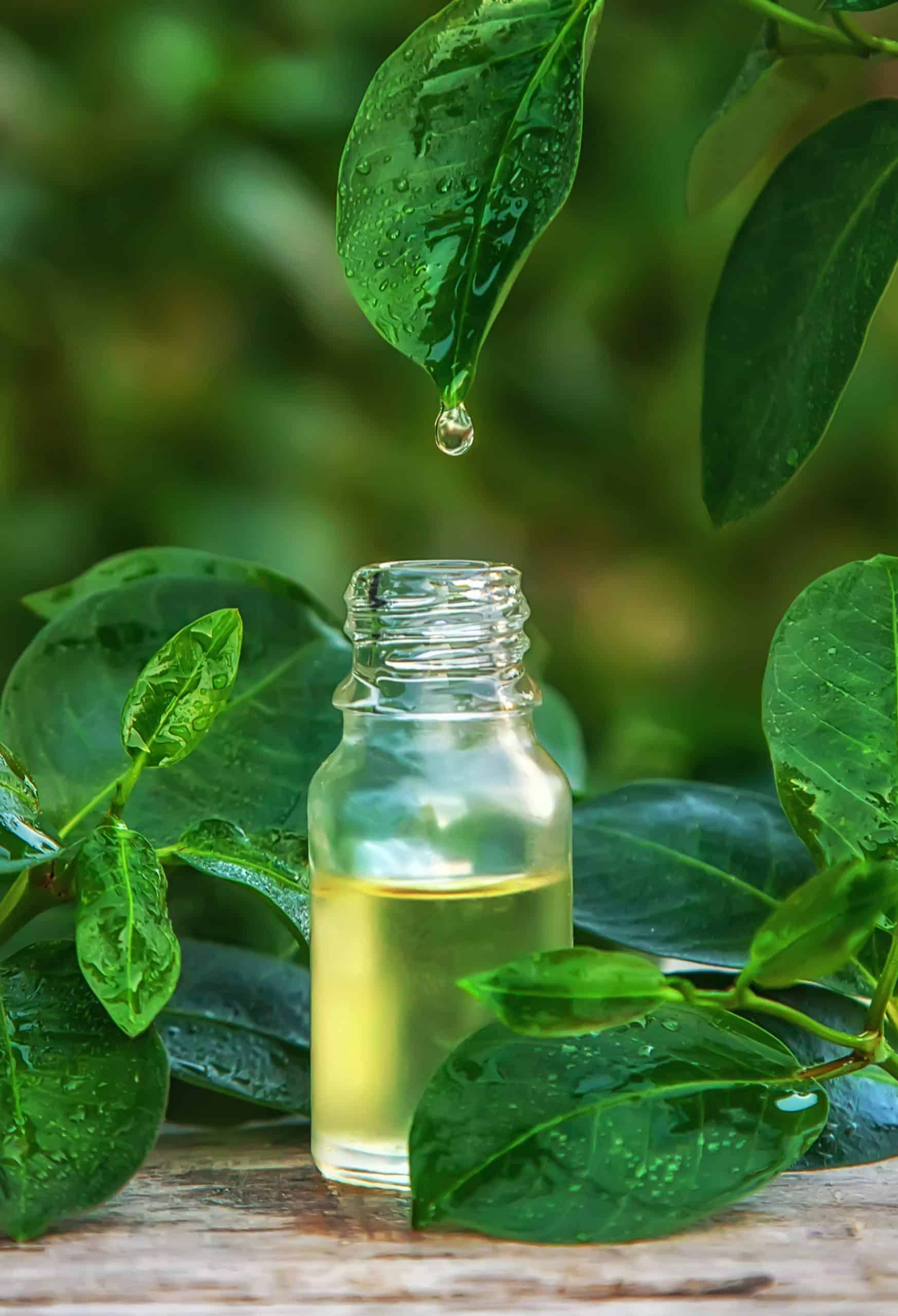 tea tree oil essential oil