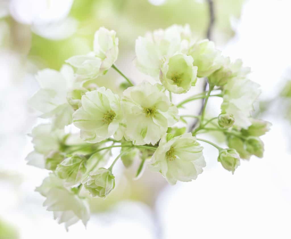 light green