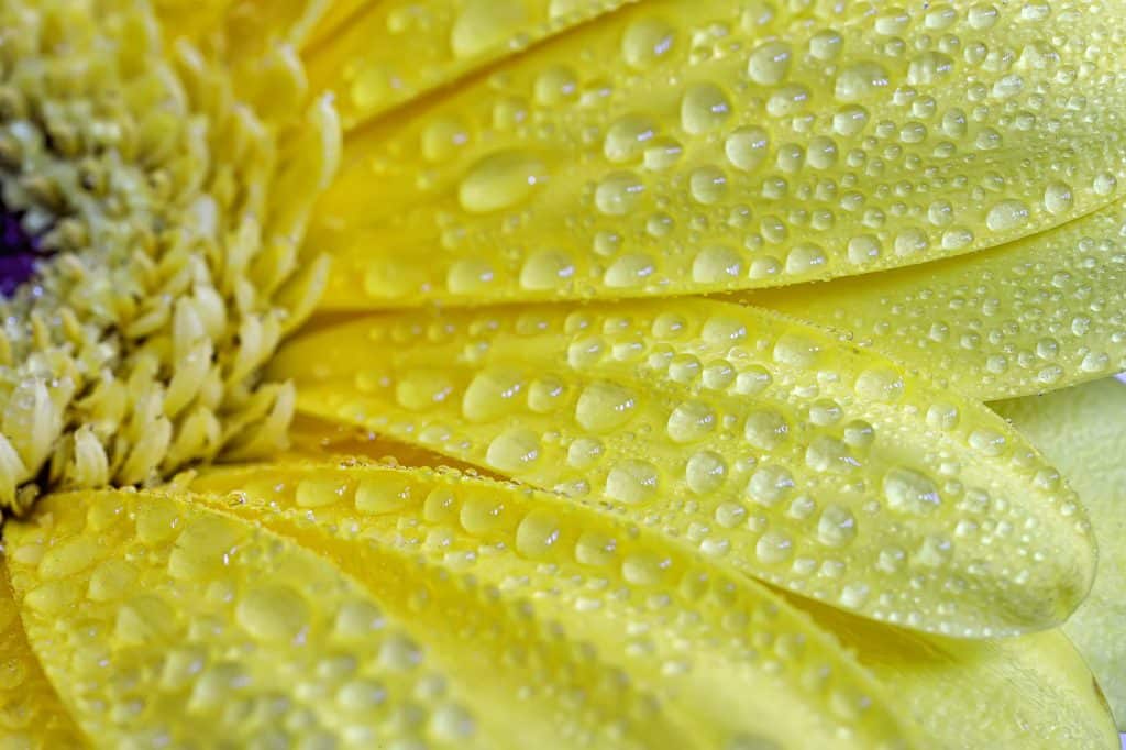 yellow personality type