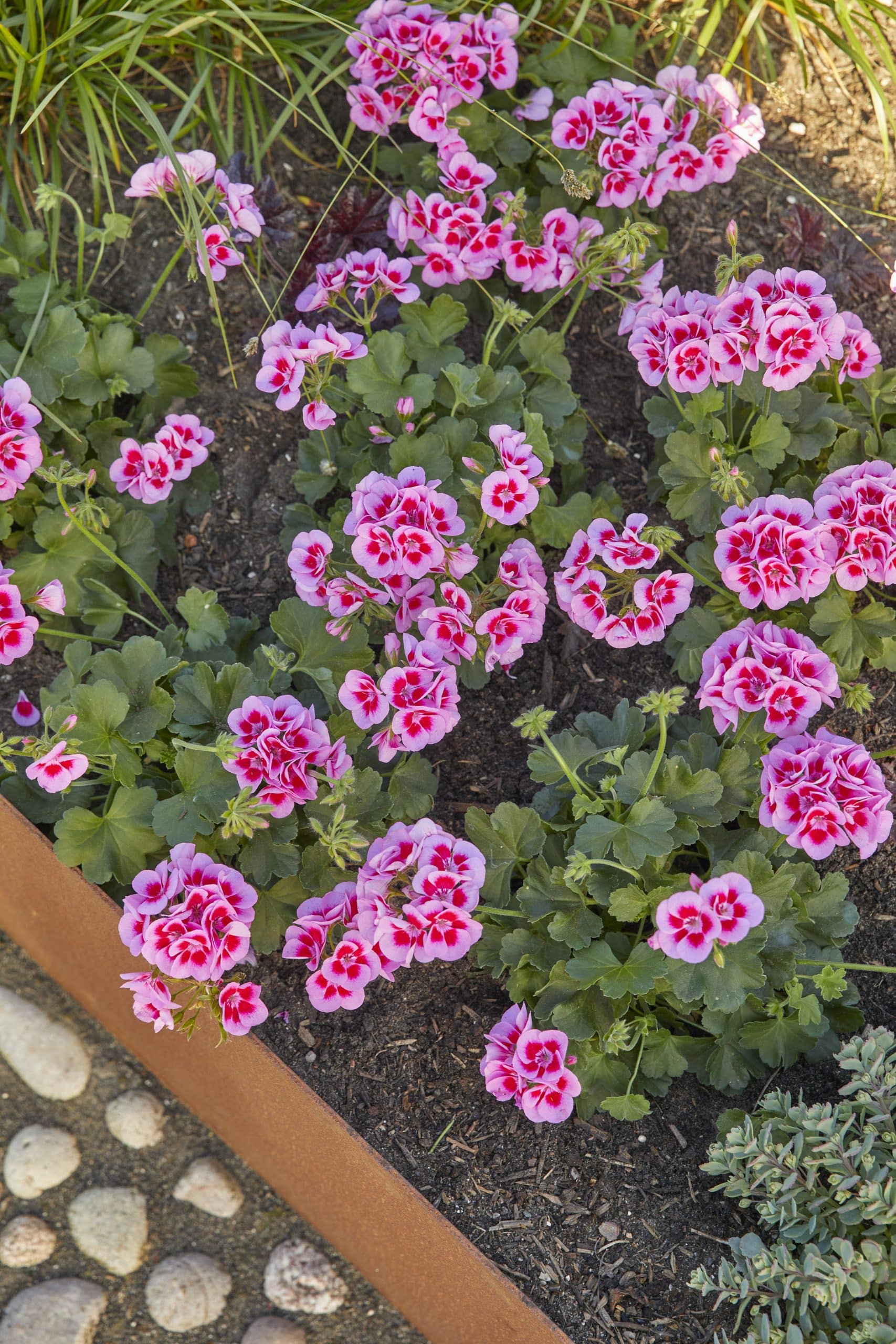geraniums