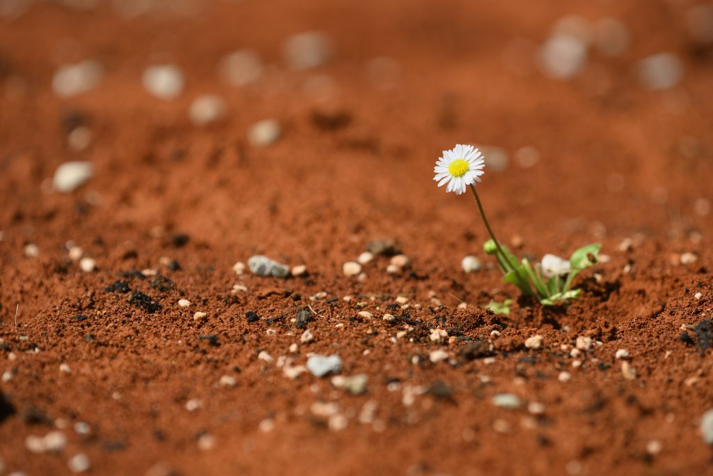 resilient flower growing in difficult environment