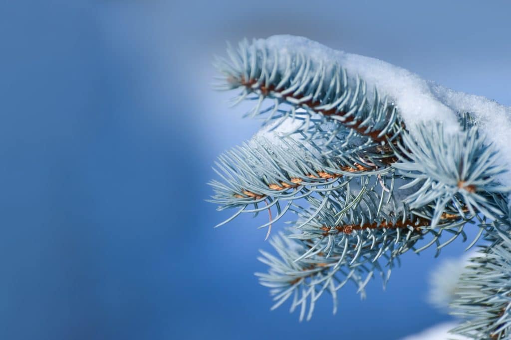 Idaho blue spruce essential oil