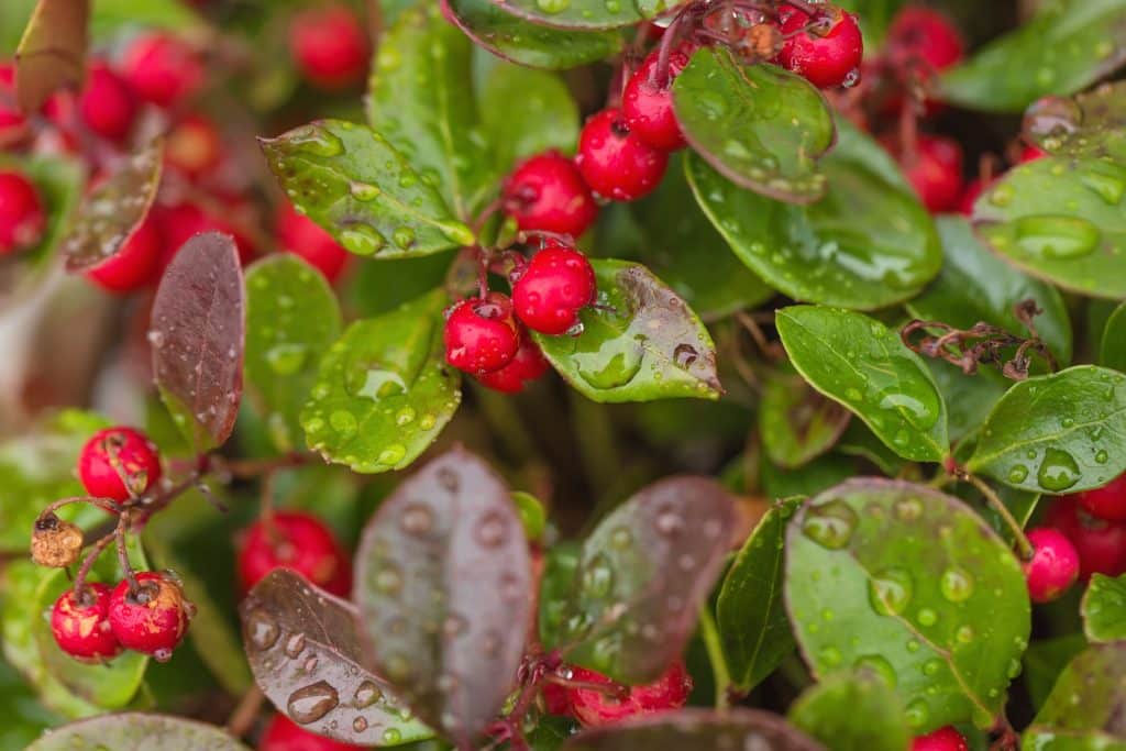winter green essential oil
