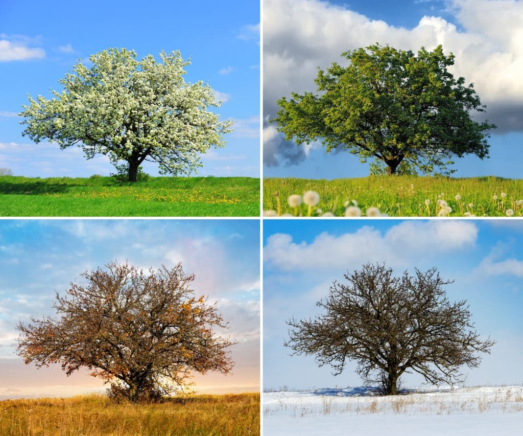 four seasons