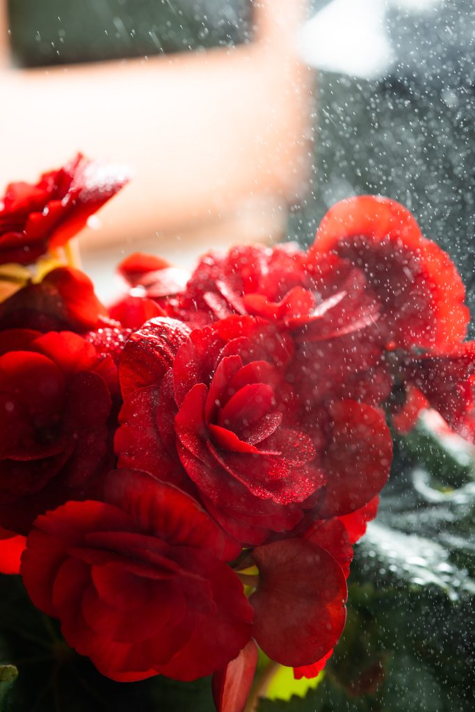 blood red roses