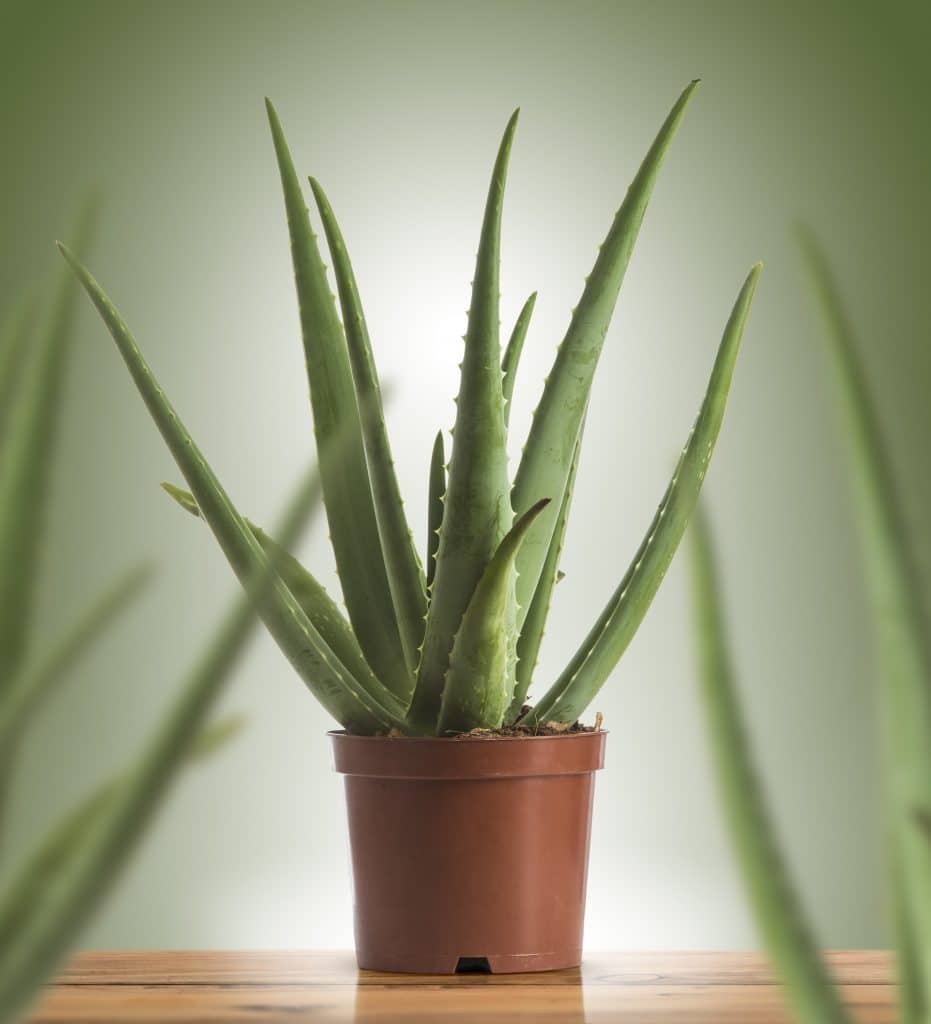 aloe vera symbol of healing 
