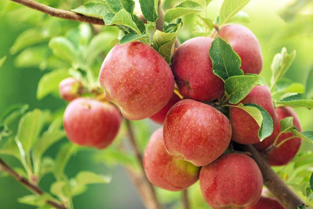 apple tree a symbol of the harmonious cycle of giving and receiving in nature 