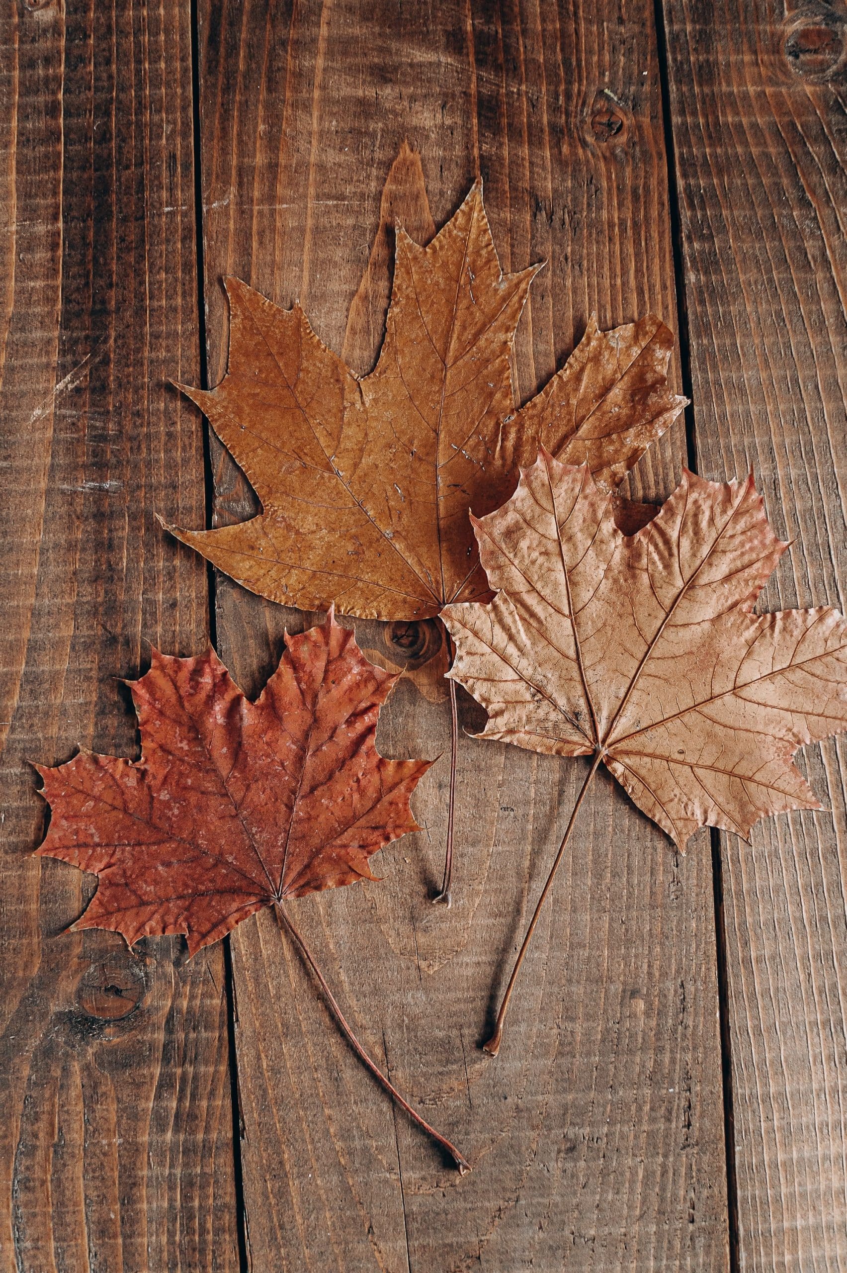 autumn leaves symbol of letting go 