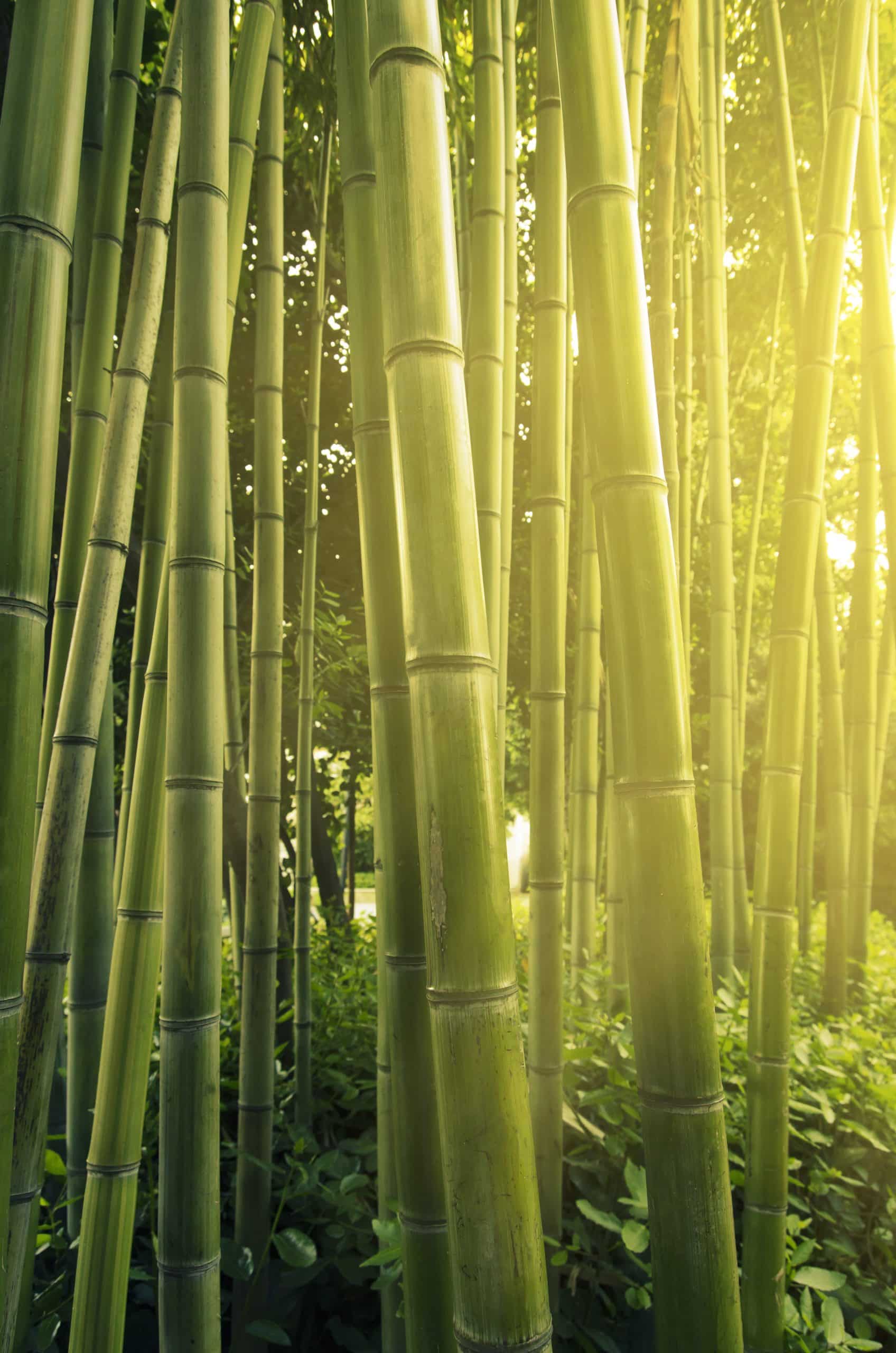 bamboo symbol of resilience 