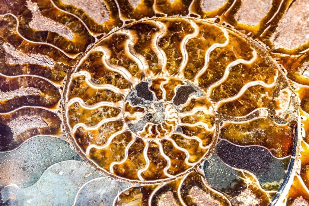 fibonacci spiral in a mollusc 