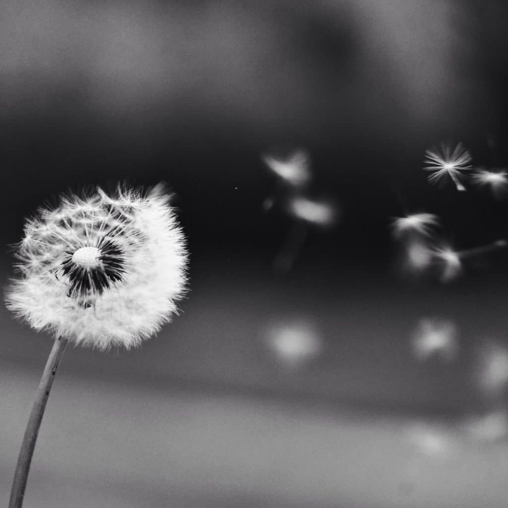 dandelion symbol of letting go 