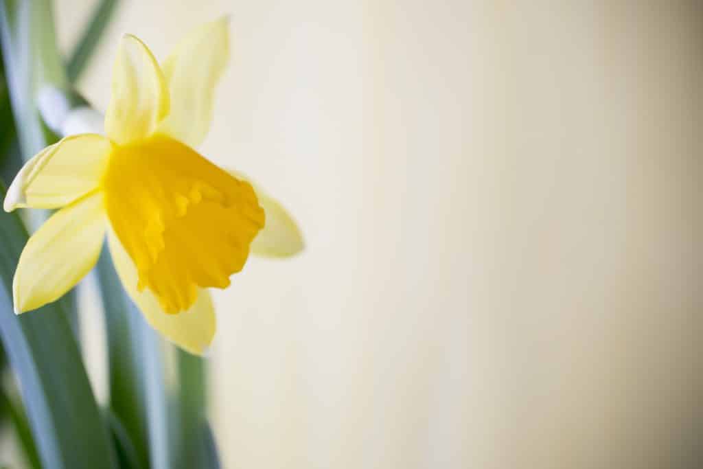 daffodil symbol of letting go and new beginnings