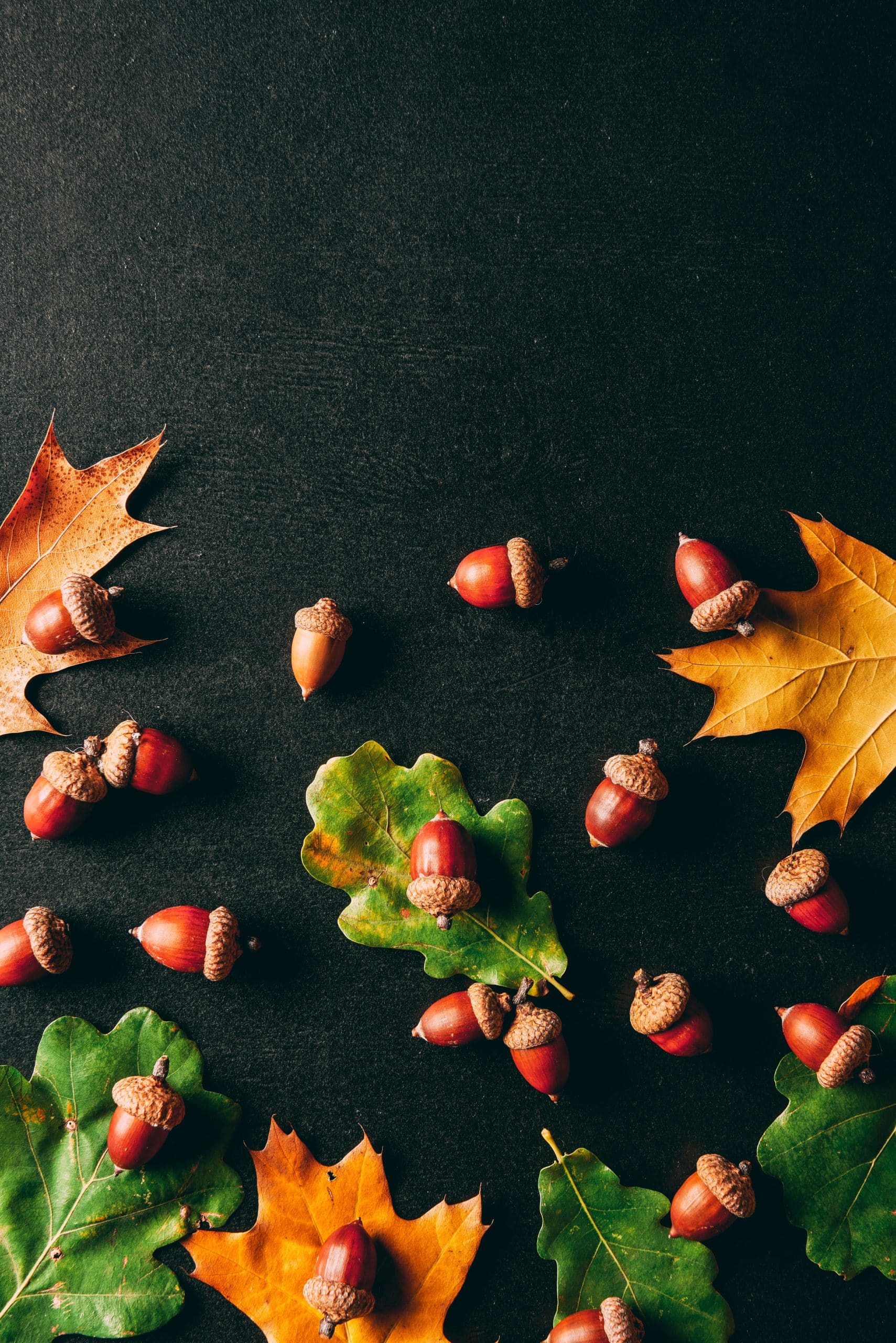 acorn and oak leaf a symbol of healing 