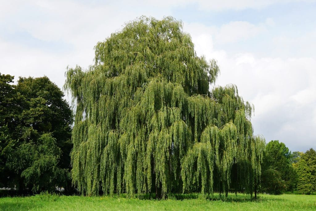 willow tree symbol for healing 